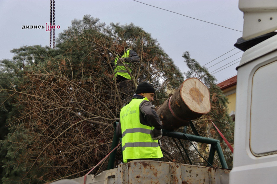 У Львові встановили головну ялинку (фото/відео) - 21