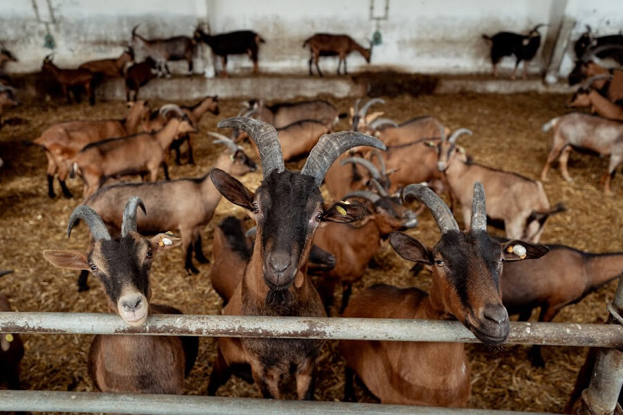 Де взимку на Львівщині відпочити всією сім'єю: добірка локацій - 4