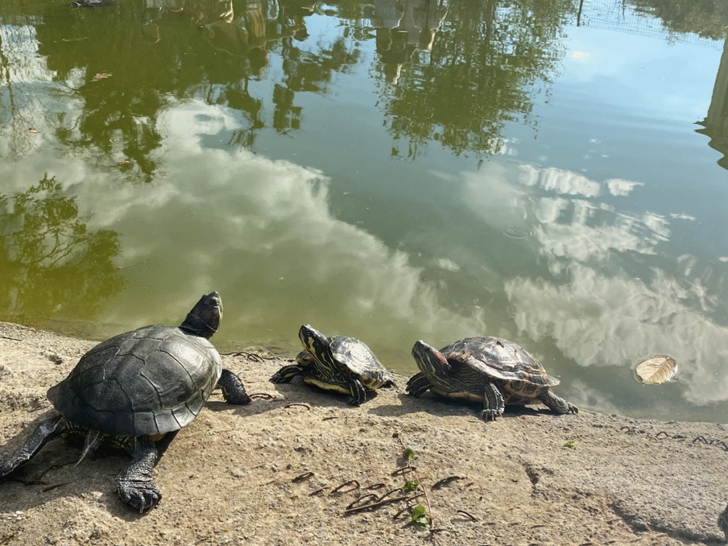Де взимку на Львівщині відпочити всією сім'єю: добірка локацій - 5