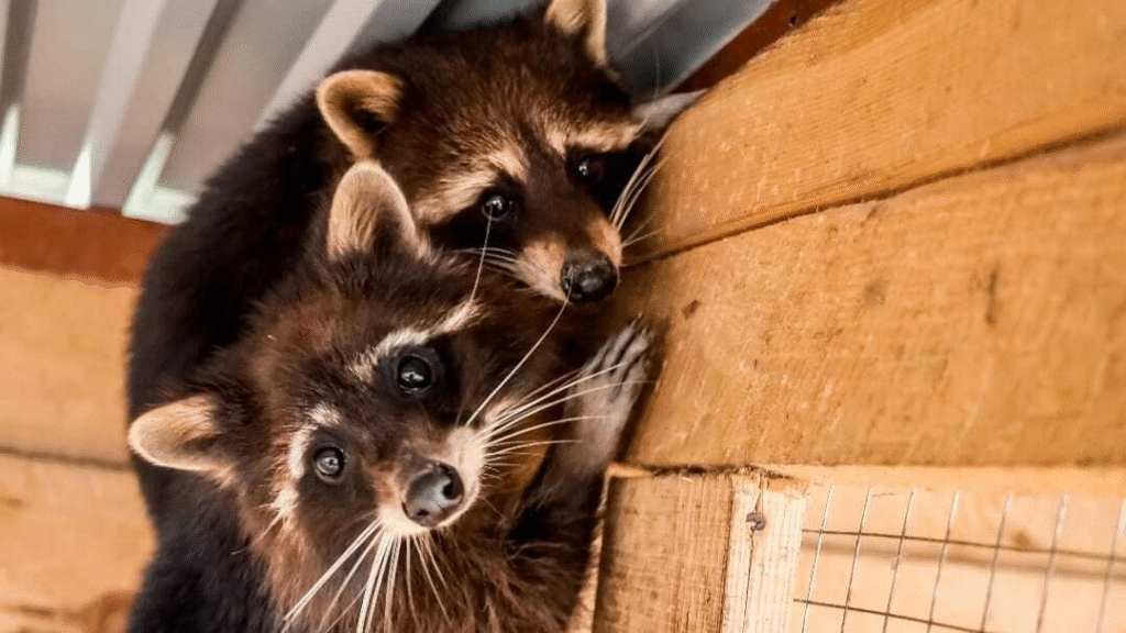 Де взимку на Львівщині відпочити всією сім'єю: добірка локацій - 8