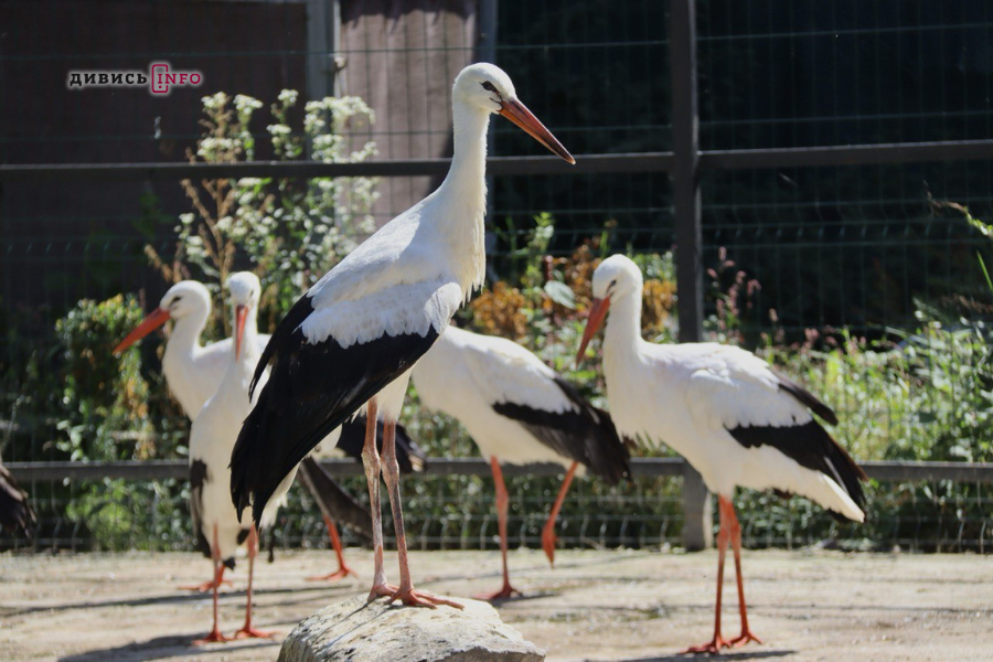 Де взимку на Львівщині відпочити всією сім'єю: добірка локацій - 3