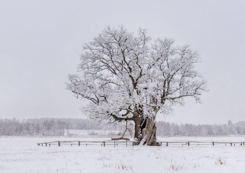 Городища, печерні монастирі та закинуті палаци: куди поїхати на Львівщині - 3