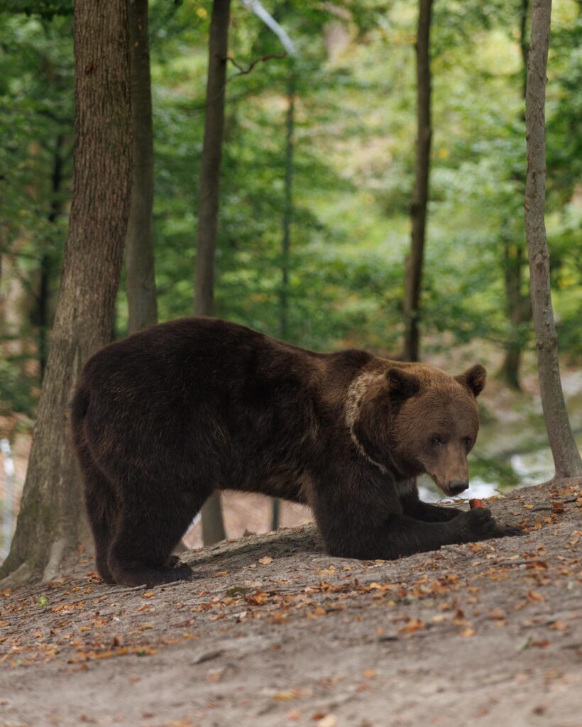 Де на Львівщині можна відвідати тварин та допомогти їм - 4