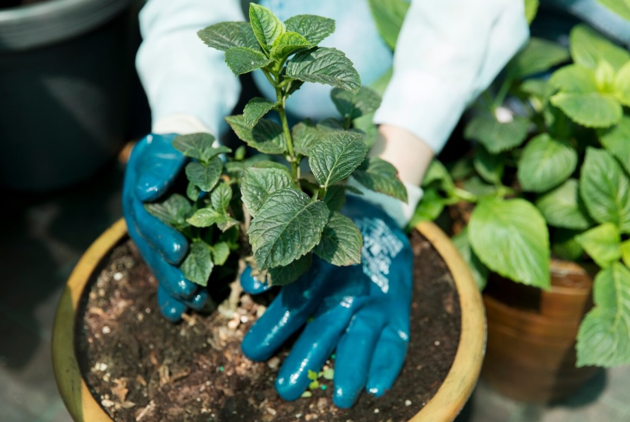 Коли садити розсаду навесні 2026: календар городника - 1