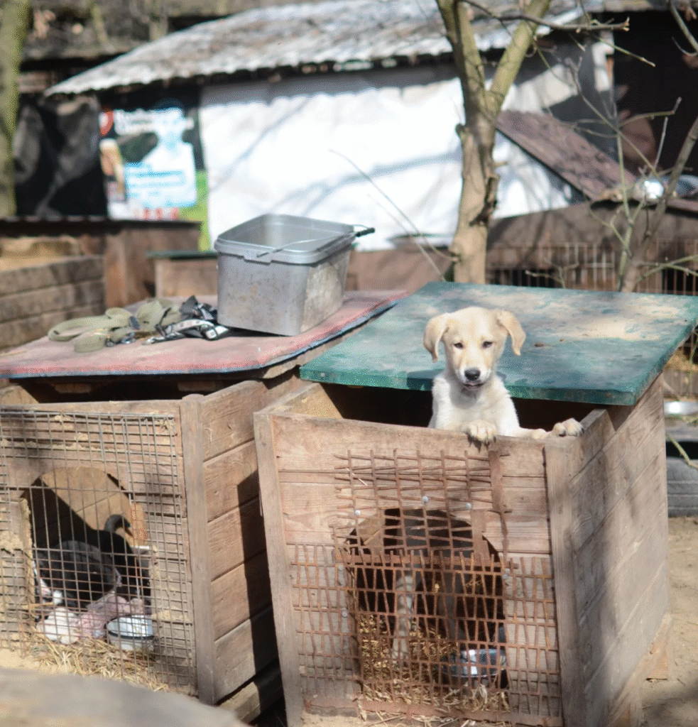 Де на Львівщині можна відвідати тварин та допомогти їм - 1