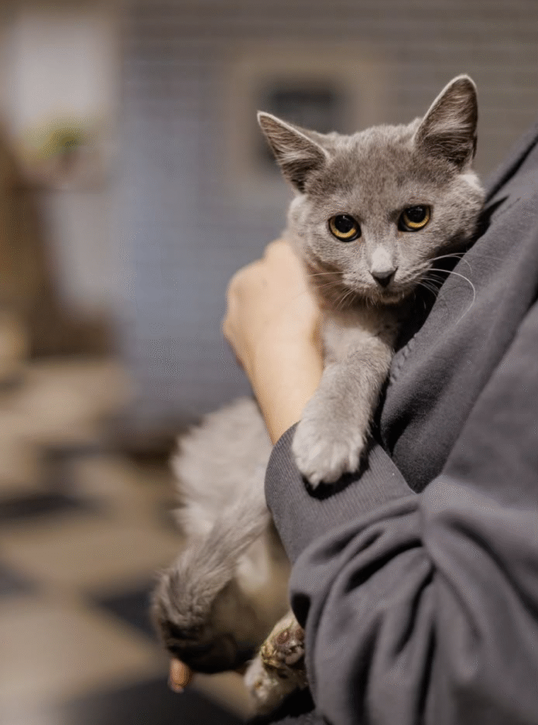 Де на Львівщині можна відвідати тварин та допомогти їм - 3