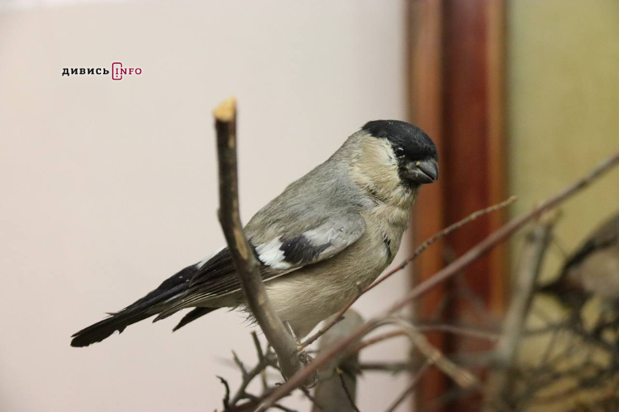 «Без допомоги вони можуть загинути»: які птахи зимують на Львівщині та чим їх підгодовувати - 4