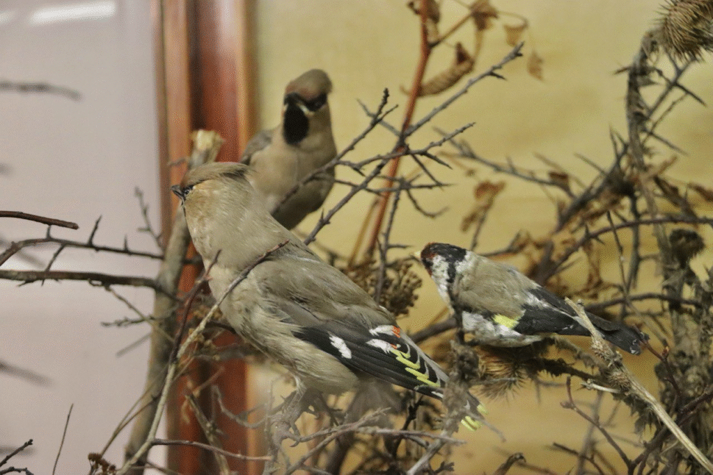 «Без допомоги вони можуть загинути»: які птахи зимують на Львівщині та чим їх підгодовувати - 5