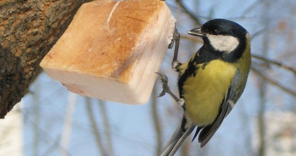 «Без допомоги вони можуть загинути»: які птахи зимують на Львівщині та чим їх підгодовувати - 6