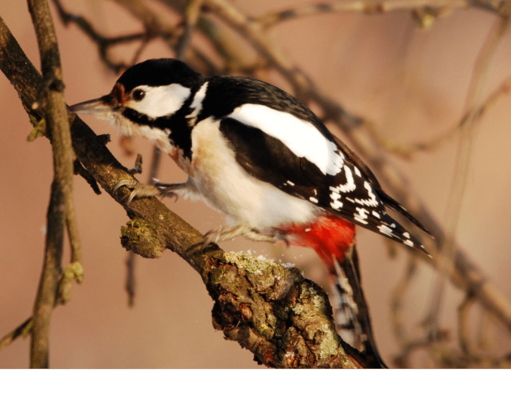 «Без допомоги вони можуть загинути»: які птахи зимують на Львівщині та чим їх підгодовувати - 8