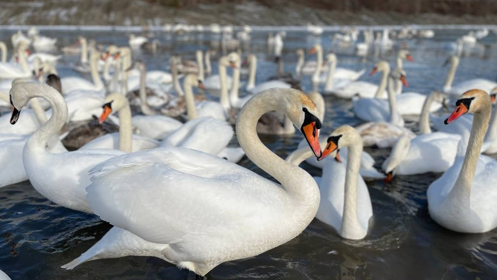 «Без допомоги вони можуть загинути»: які птахи зимують на Львівщині та чим їх підгодовувати - 14