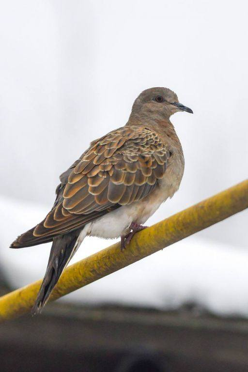«Без допомоги вони можуть загинути»: які птахи зимують на Львівщині та чим їх підгодовувати - 11