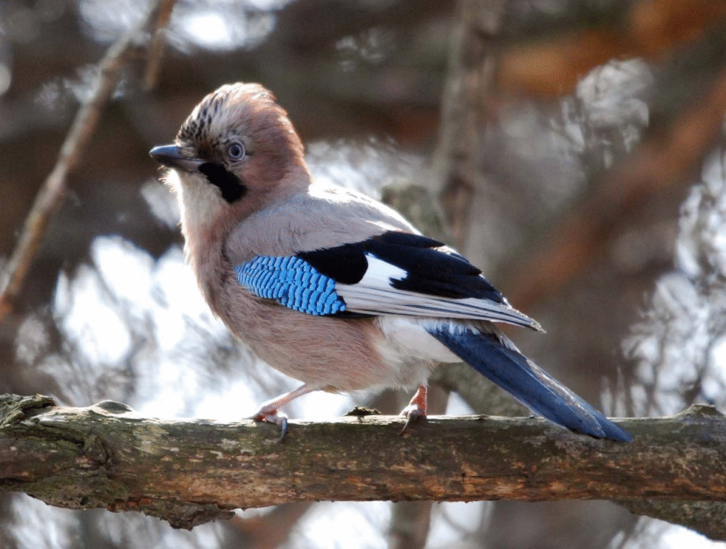 «Без допомоги вони можуть загинути»: які птахи зимують на Львівщині та чим їх підгодовувати - 10