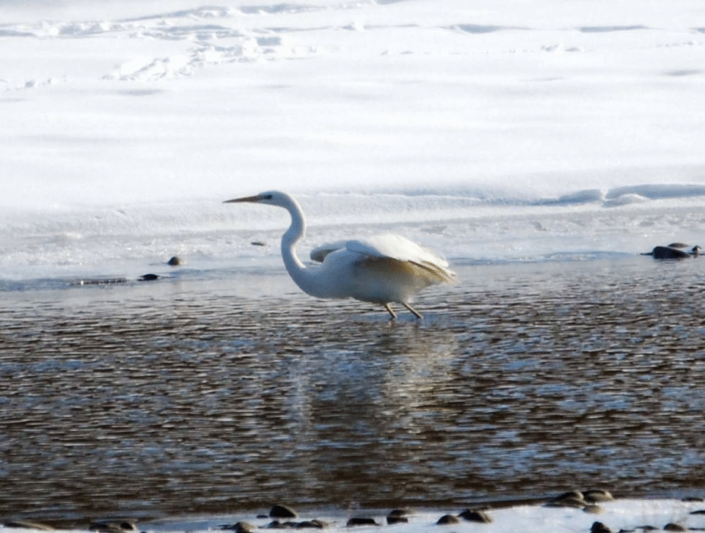 «Без допомоги вони можуть загинути»: які птахи зимують на Львівщині та чим їх підгодовувати - 3