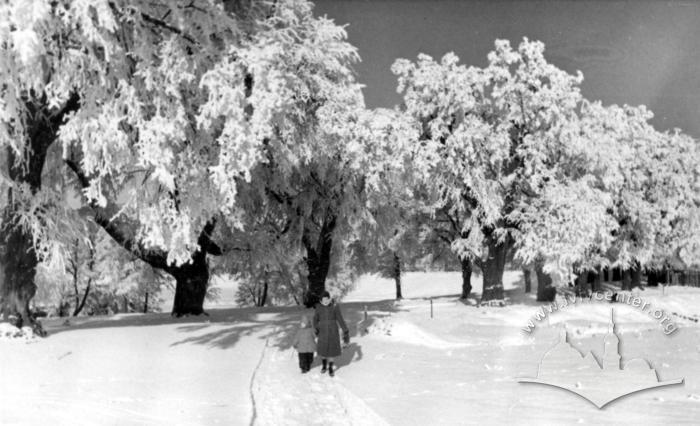 Яким був зимовий Львів у минулому столітті: добірка світлин - 15