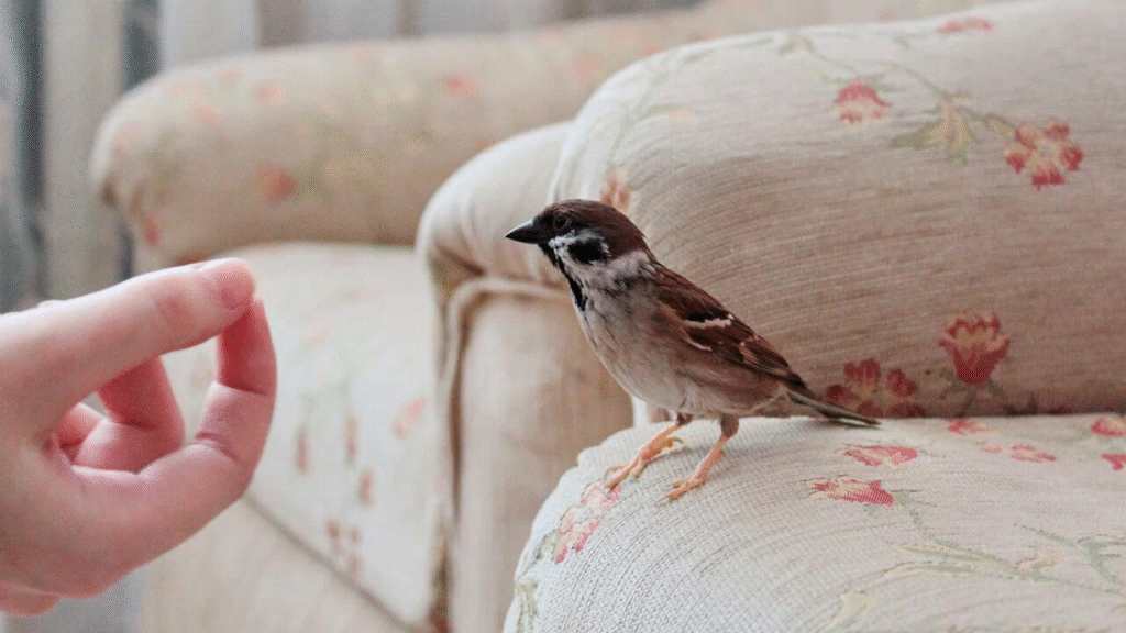 «Без допомоги вони можуть загинути»: які птахи зимують на Львівщині та чим їх підгодовувати - 15