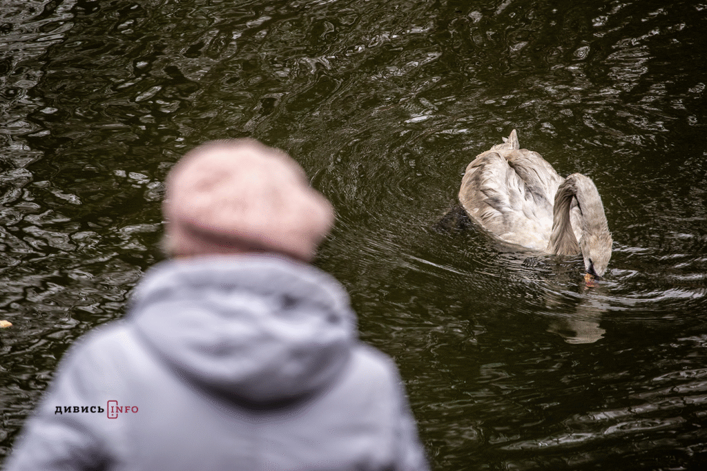 «Без допомоги вони можуть загинути»: які птахи зимують на Львівщині та чим їх підгодовувати - 13