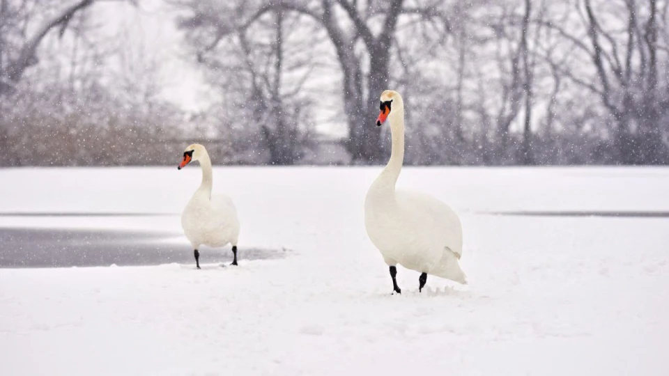 «Без допомоги вони можуть загинути»: які птахи зимують на Львівщині та чим їх підгодовувати