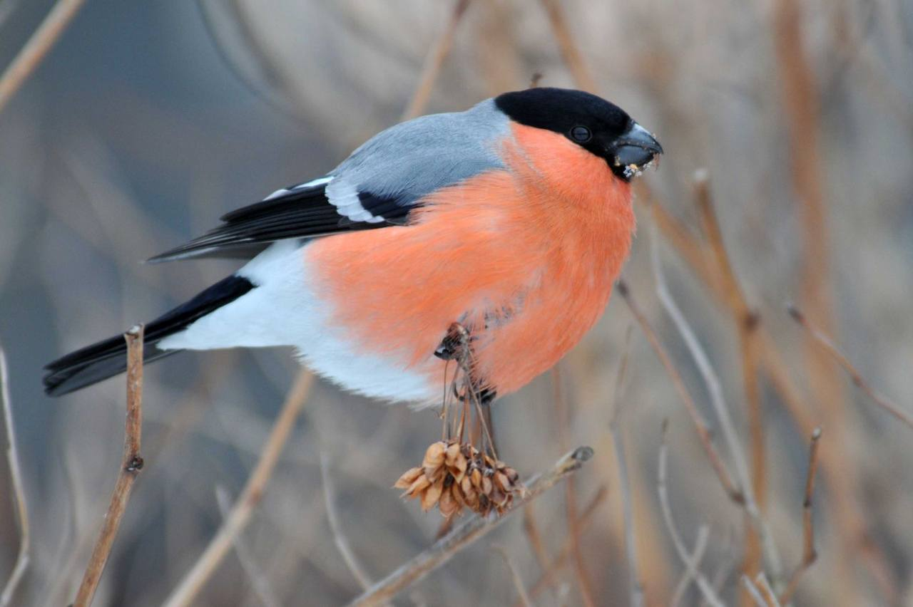 «Без допомоги вони можуть загинути»: які птахи зимують на Львівщині та чим їх підгодовувати - 12