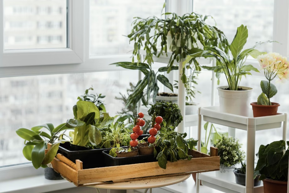 Що посадити на балконі: весняний город у місті - 1