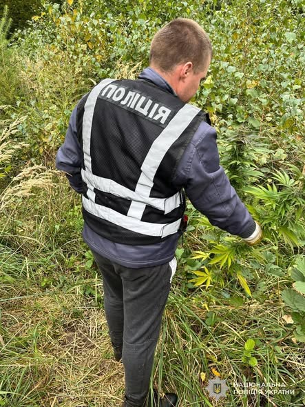 На Львівщині судитимуть засновників конопляної «плантації» - 2