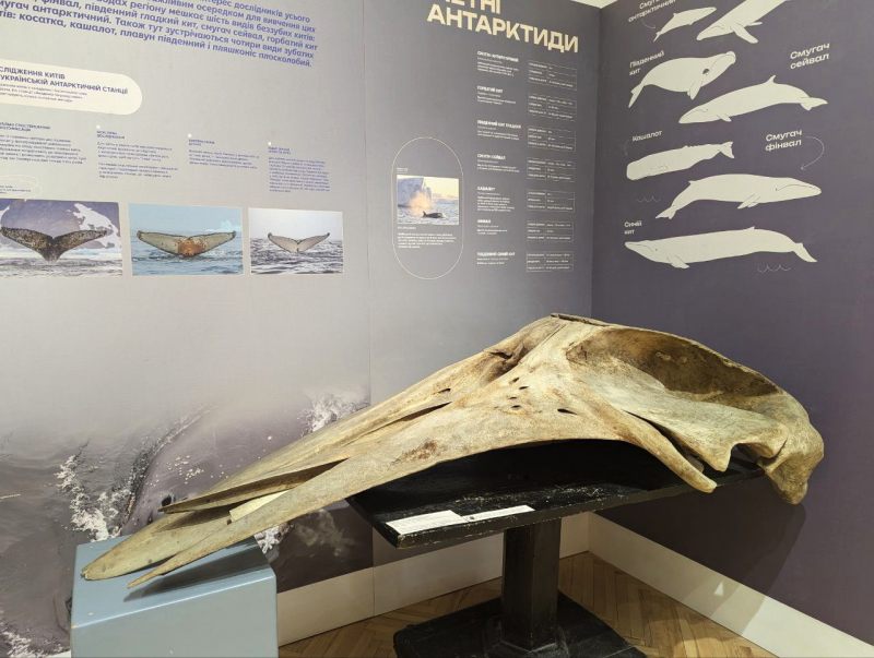 Технології, мінерали та мамонти: добірка цікавих музеїв для дітей у Львові - 11