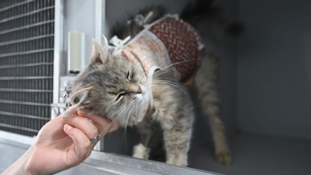 «Люди шкодують, що не зробили цього раніше», — львівський ветеринар про переваги та нюанси стерилізації тварин - 1