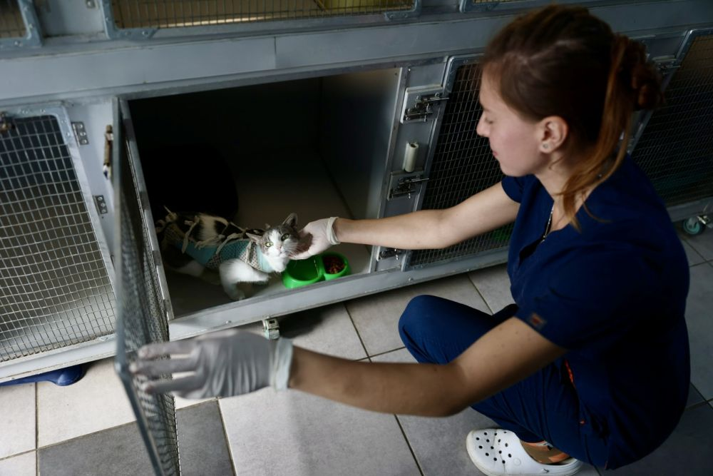 «Люди шкодують, що не зробили цього раніше», — львівський ветеринар про переваги та нюанси стерилізації тварин - 2