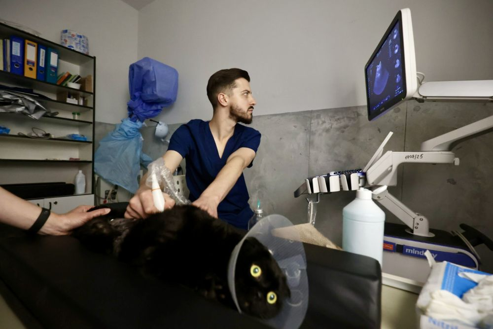 «Люди шкодують, що не зробили цього раніше», — львівський ветеринар про переваги та нюанси стерилізації тварин - 4