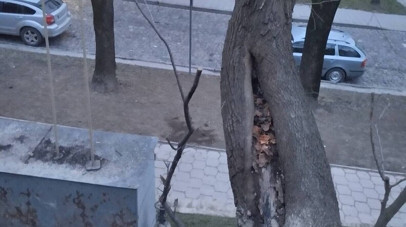 У Львові цього тижня зріжуть аварійні дерева - 1