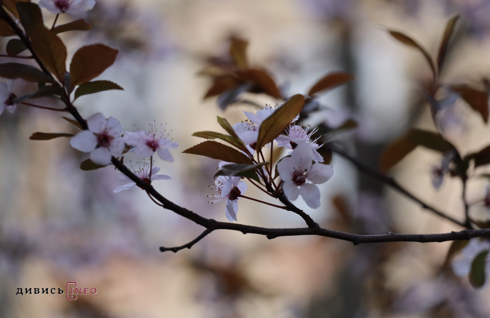 весна у Львові