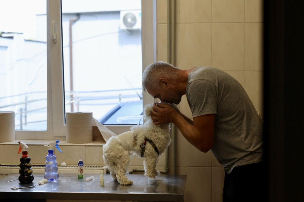 «Люди шкодують, що не зробили цього раніше», — львівський ветеринар про переваги та нюанси стерилізації тварин - 3