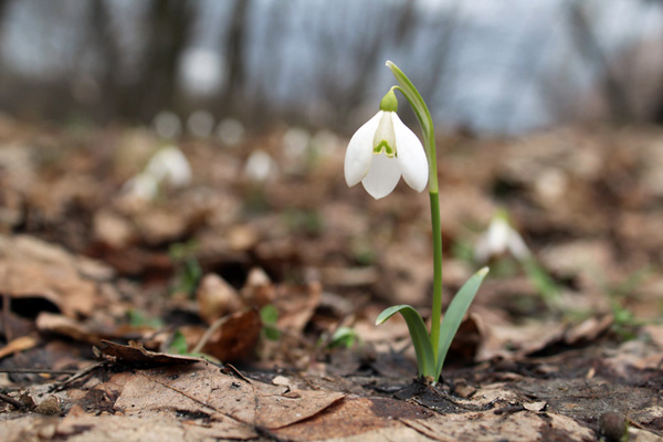 Невеликий букет — тисячі гривень збитків: як на Львівщині зберігають червонокнижні рослини - 1