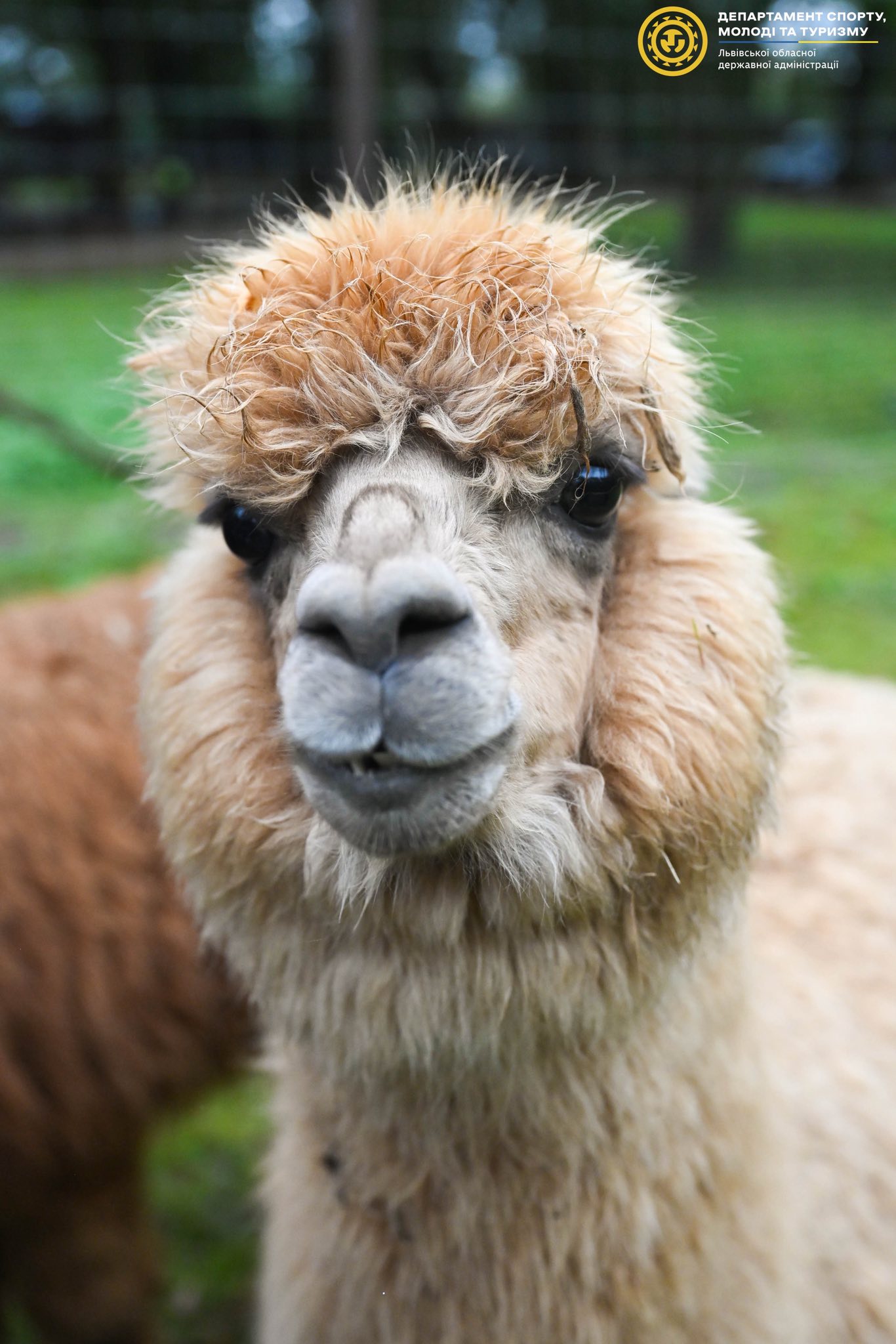 Палаци, парки та сакральна спадщина: чим приваблює Оброшинська громада - 3