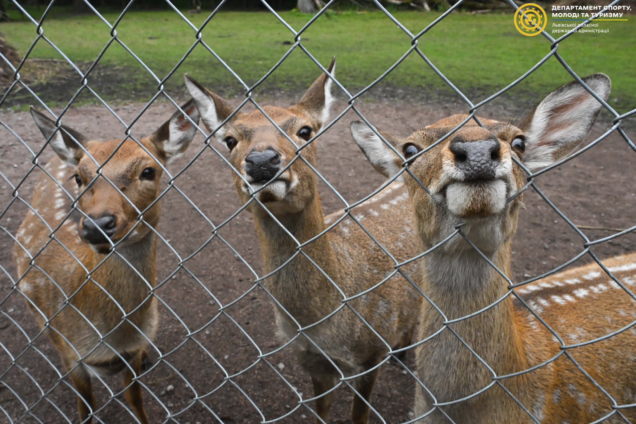 Палаци, парки та сакральна спадщина: чим приваблює Оброшинська громада - 4
