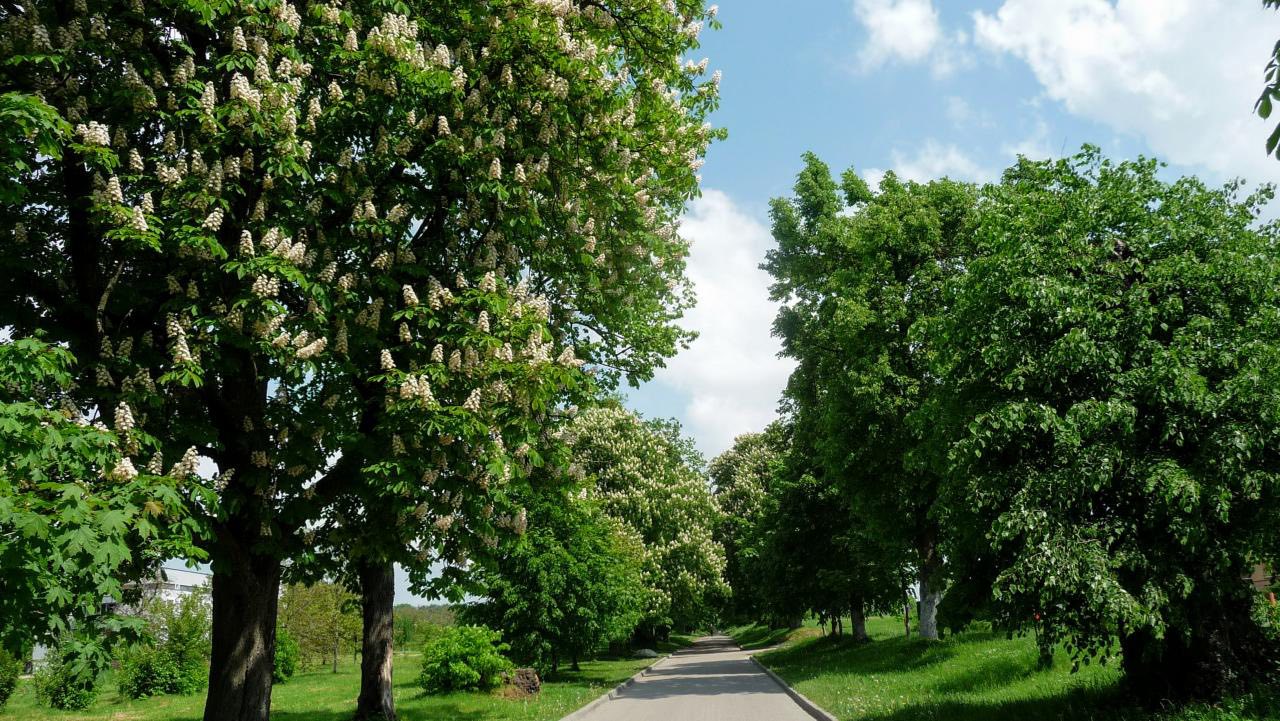 Палаци, парки та сакральна спадщина: чим приваблює Оброшинська громада - 8