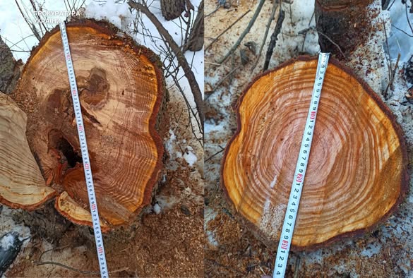 На Стрийщині судитимуть двох чоловіків за незаконну порубку дерев у заказнику - 1