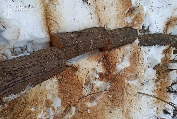 На Стрийщині судитимуть двох чоловіків за незаконну порубку дерев у заказнику - 2