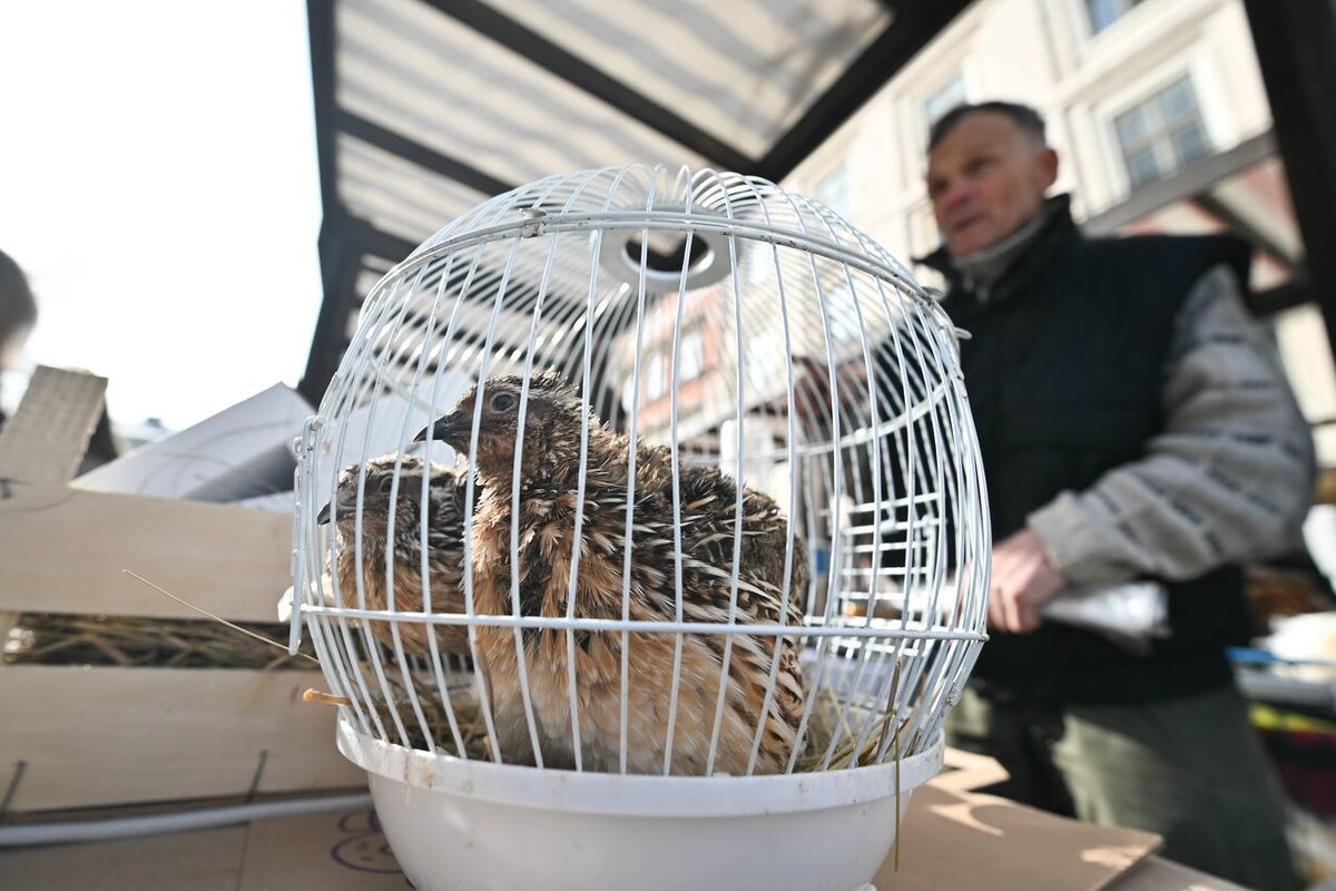 Ікони, шеврони, прикраси, делікатеси з м'яса: у Львові стартував Ветеранський ярмарок - 3