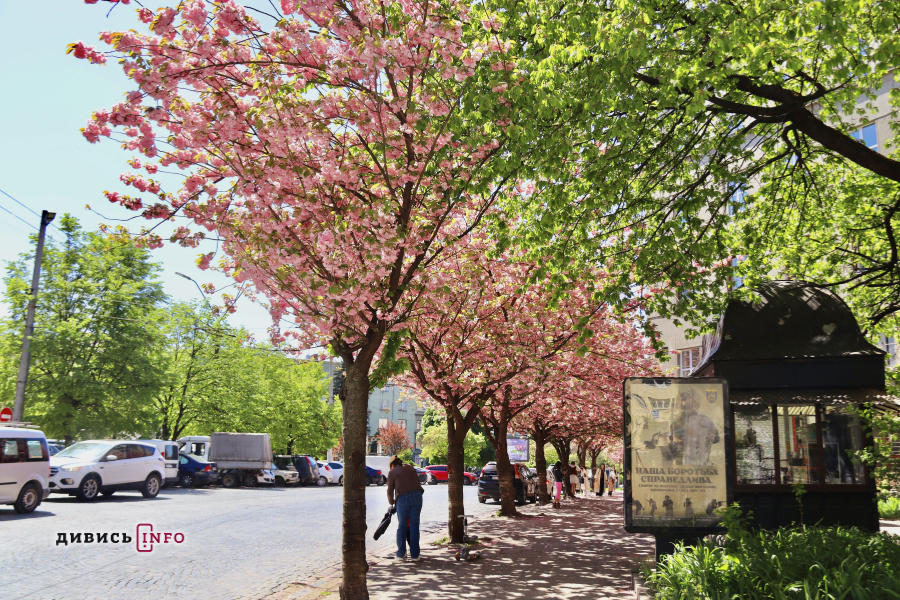 «Від доріжок до дитячих майданчиків»: що відремонтують у львівських парках цього року