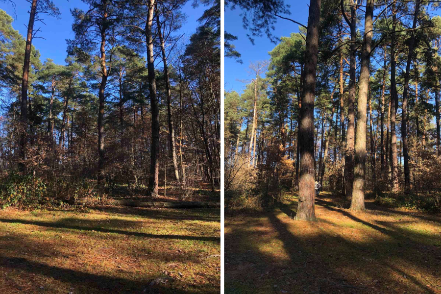«Ми категорично проти будівництва»: що не так з вирубкою лісів у Брюховичах поблизу Львова - 2
