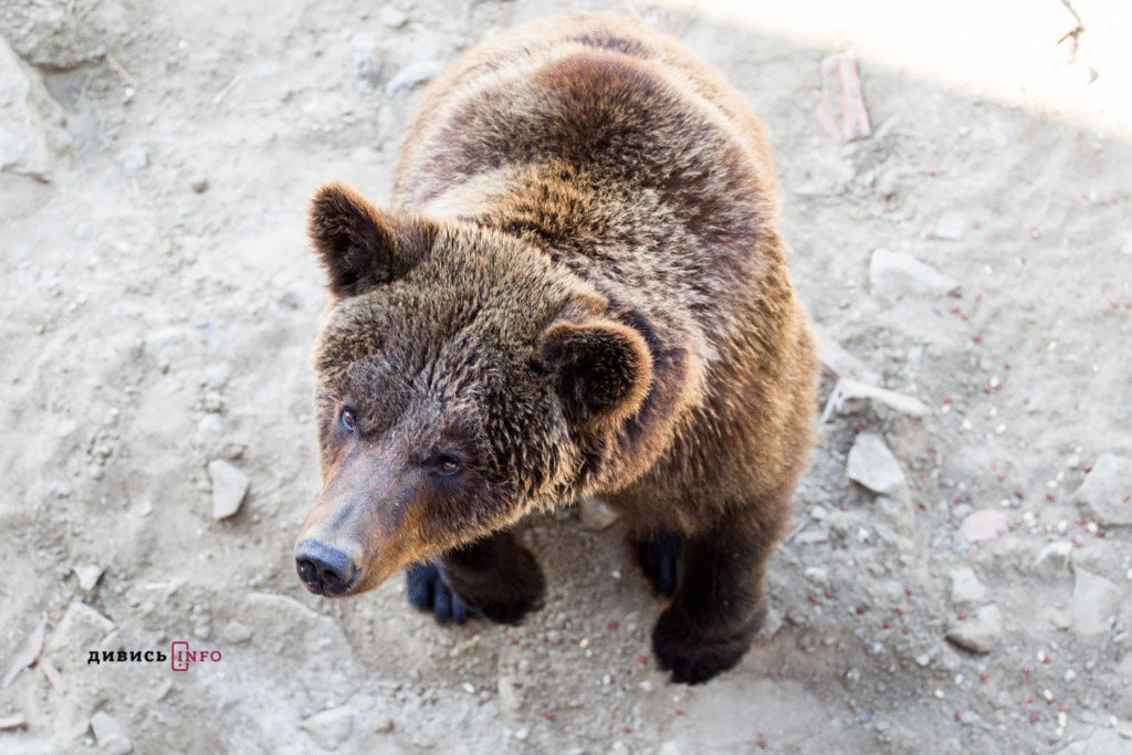 Куди поїхати на Львівщині навесні — добірка локацій - 5