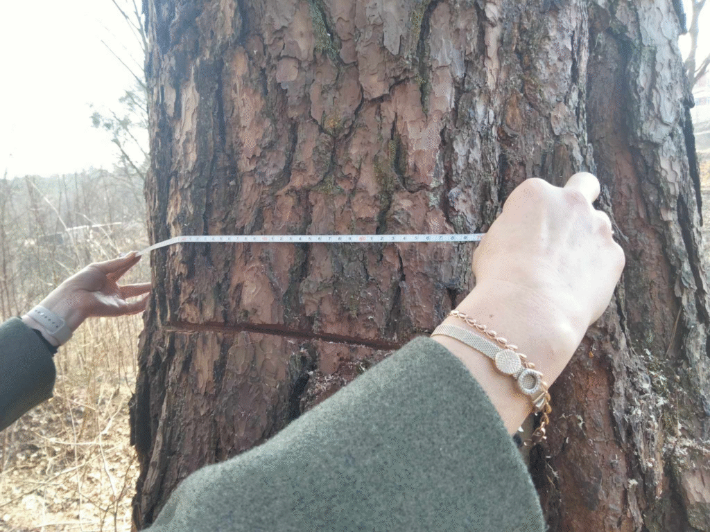 «Ми категорично проти будівництва»: що не так з вирубкою лісів у Брюховичах поблизу Львова - 3