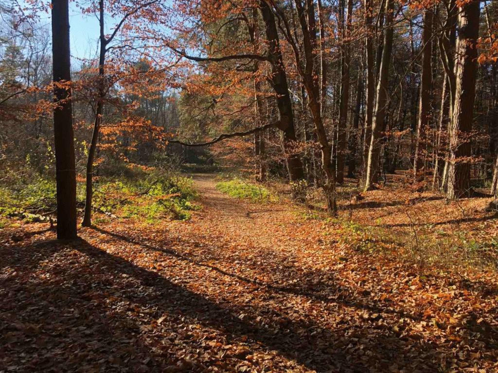 «Ми категорично проти будівництва»: що не так з вирубкою лісів у Брюховичах поблизу Львова - 5
