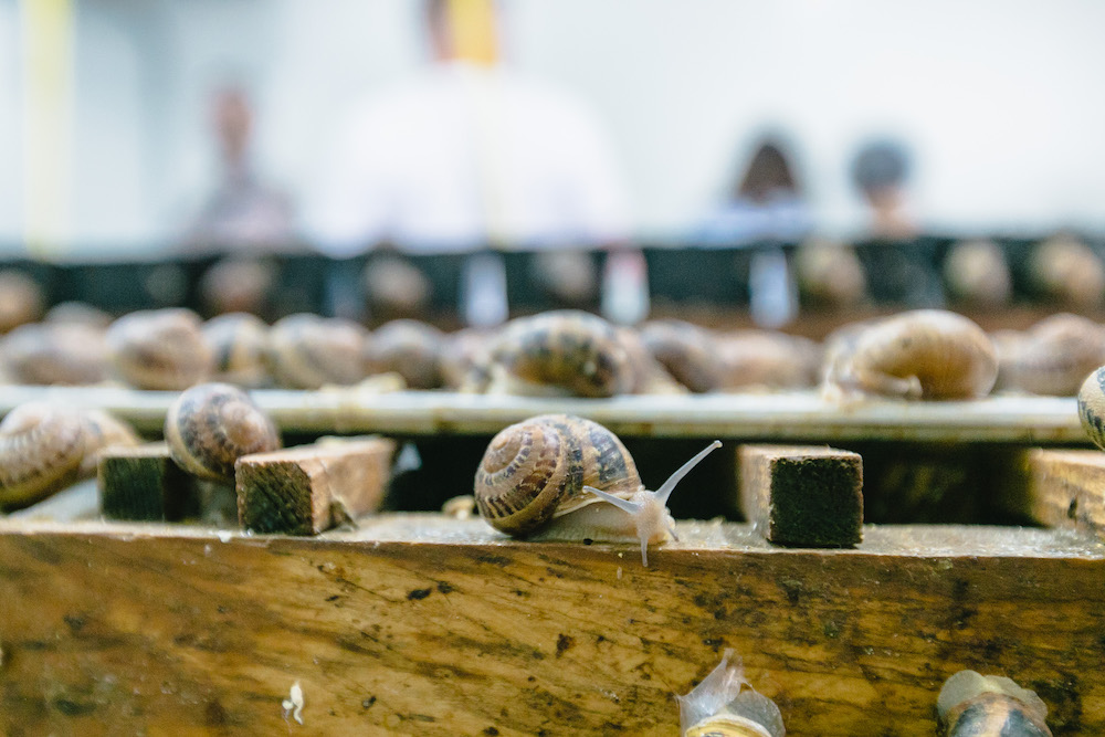 Смак Львівщини: продукцію яких локальних бізнесів варто спробувати - 11