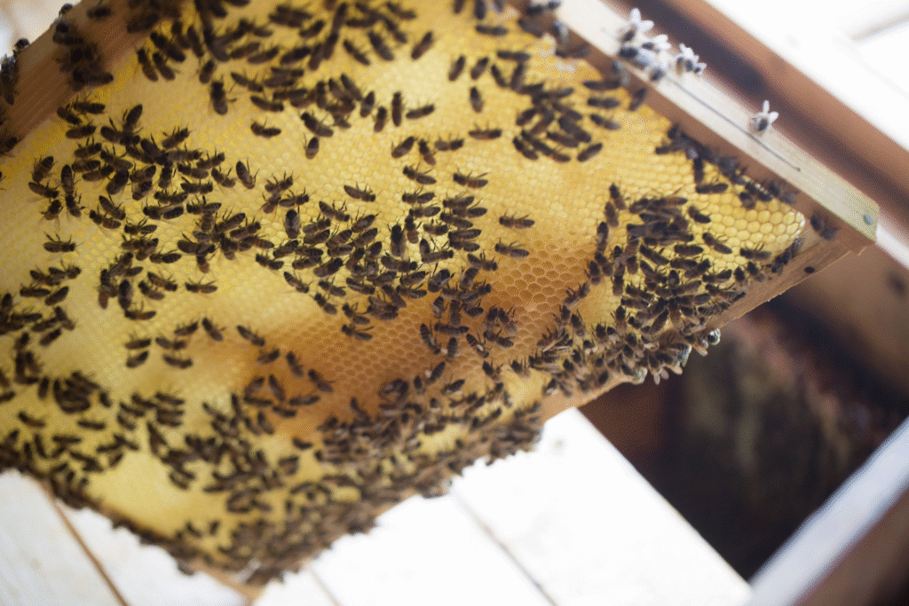 Смак Львівщини: продукцію яких локальних бізнесів варто спробувати - 18