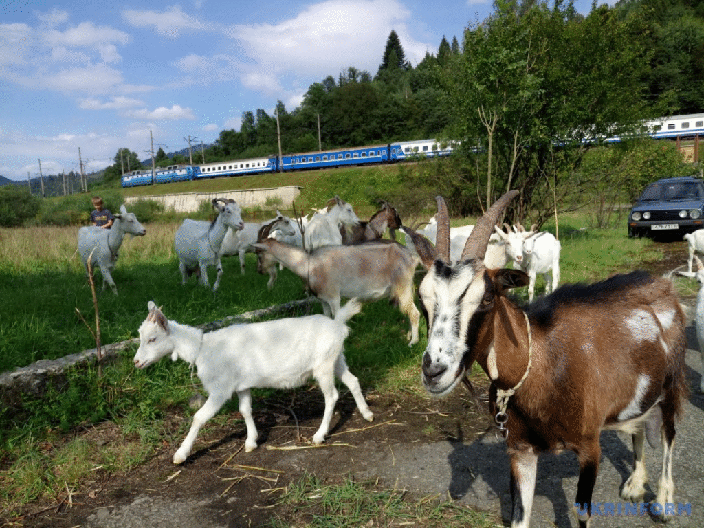 Смак Львівщини: продукцію яких локальних бізнесів варто спробувати - 2