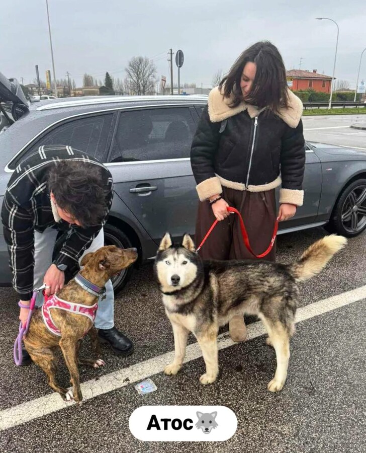 Понад 20 тварин із ЛКП «Лев» знайшли дім у лютому - 5