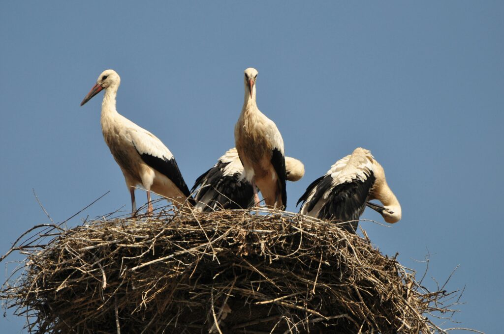 Весна для птахів: які види вже повертаються на Львівщину та як на них вплинула зима - 1