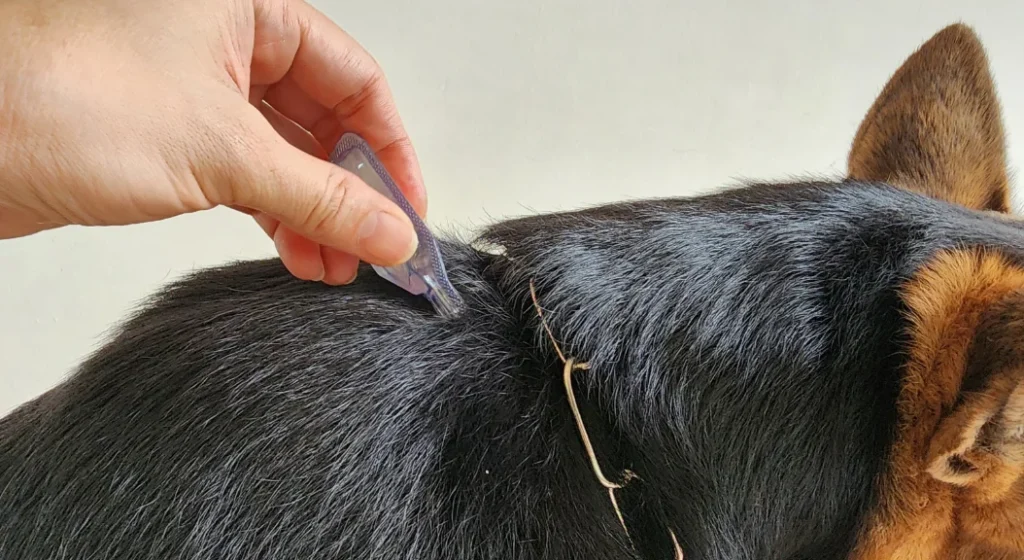 «Укус кліща — це доволі часте явище»: як захистити себе та своїх домашніх улюбленців - 3